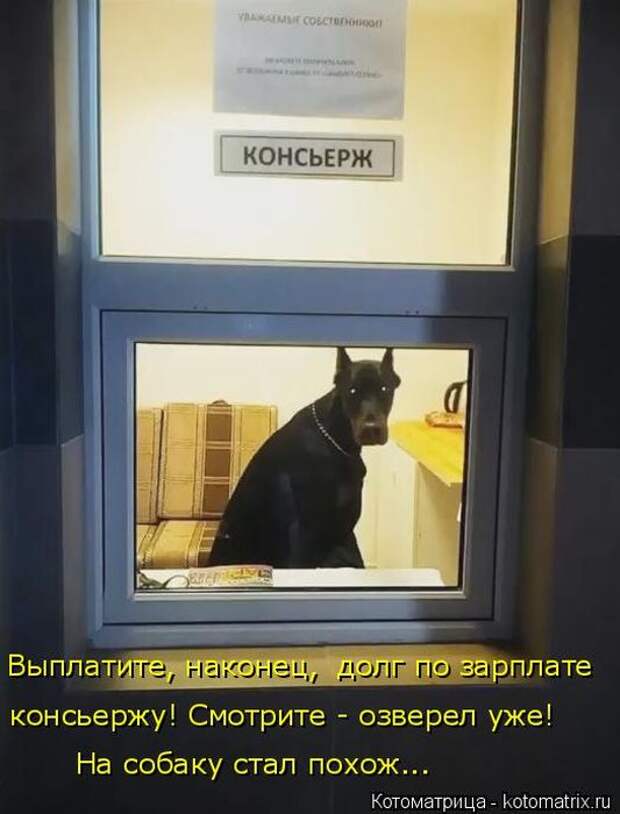 Лучшие котоматрицы недели (50 фото)