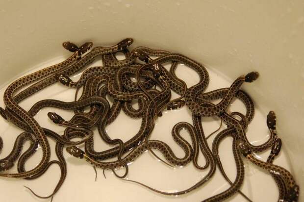 Ужата фото (вид - Thamnophis marcianus marcianus)