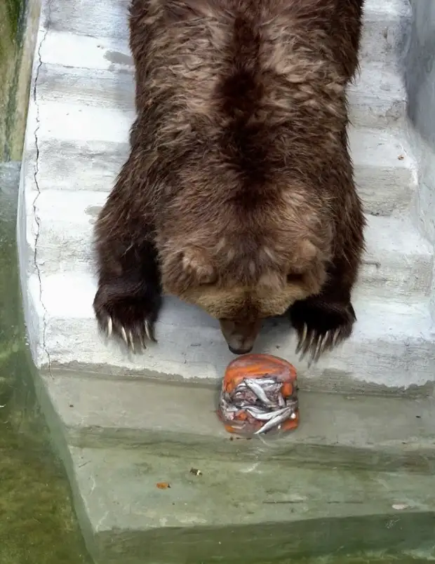 В центре столицы есть медведи, которые уже проснулись и скоро пойдут гулять