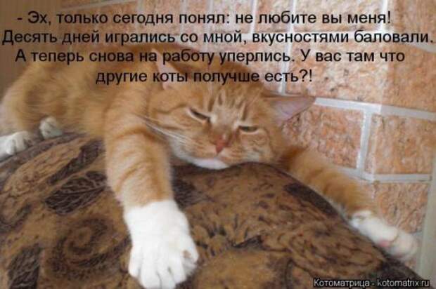 Котоматрицы (картинки с надписями)