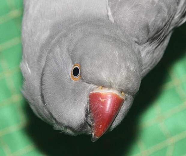 Видео, как попугай мяукает с котами, стало хитом сети