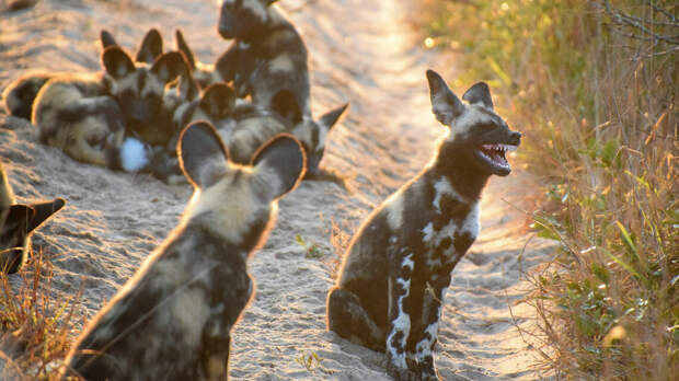 Гиена. Самым крупным представителем является пятнистая гиена, которую можно встретить в большей части материка. Гиены отличаются от других хищников агрессивностью и дерзостью, но в некоторых ситуациях проявляется их осторожность и трусость.