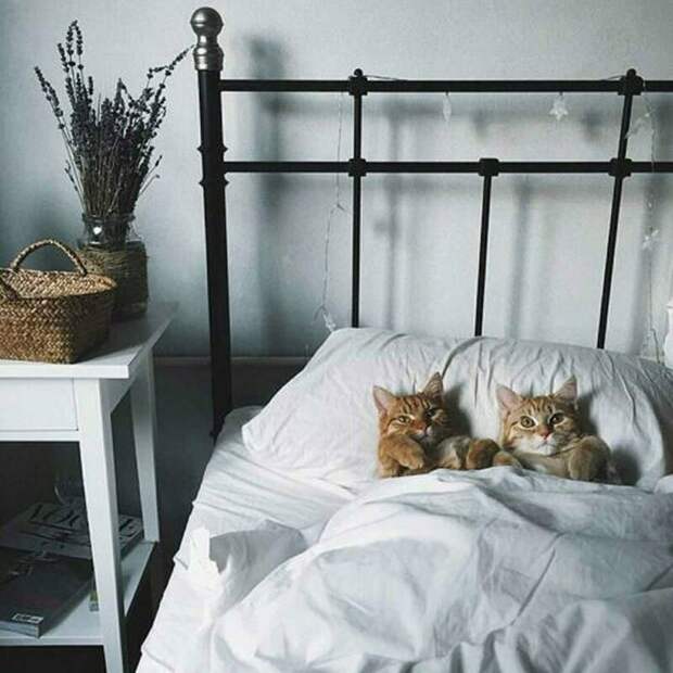18 фотодоказательств, что кровать становится уютней, если в ней спит кошка