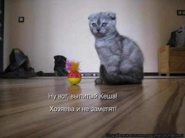 Новая котоматрица (30 фото)
