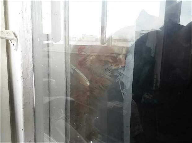 Кот закрыл своего хозяина на балконе кот, балкон