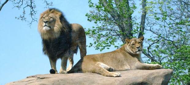 Лев по праву принадлежит к самым крупным хищникам материка. Масса его тела достигает 230 кг. Такой вес позволяет одолеть быка в 2-3 раза крупнее себя. Обитают они в тех местах, где есть водоемы и открытые пространства для свободы передвижений. Живут семьями.