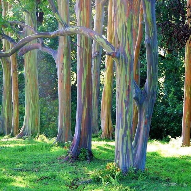 11. Радужные эвкалиптовые деревья на острове Мауи в мире, кадр, красота, природа, удивительно, фото
