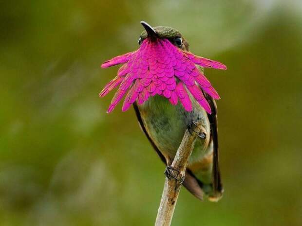 Фотография: 20 колибри крупным планом: удивительная красота крошечных птичек №1 - BigPicture.ru