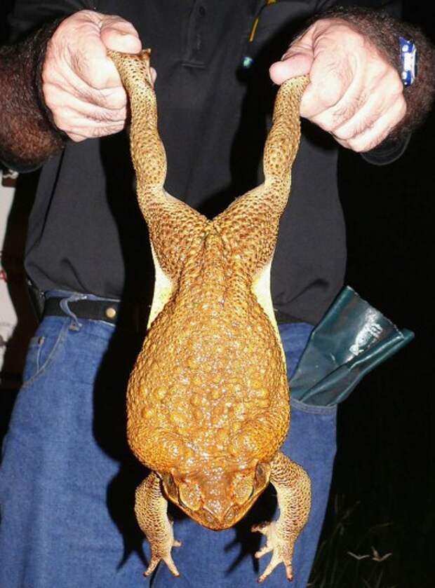 Фото самая большая лягушка в мире фото