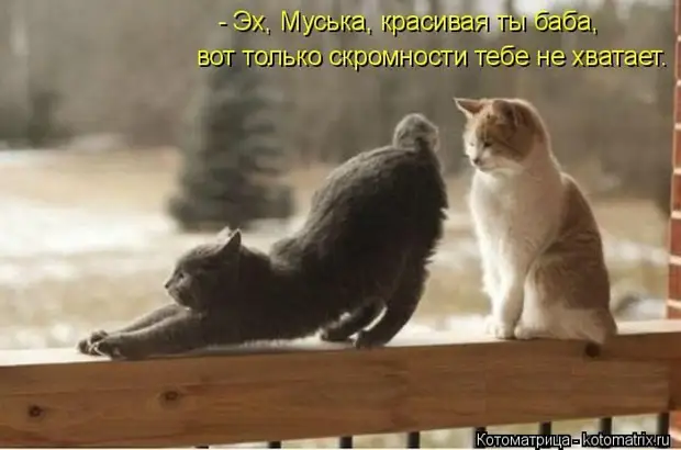 Лучшие котоматрицы