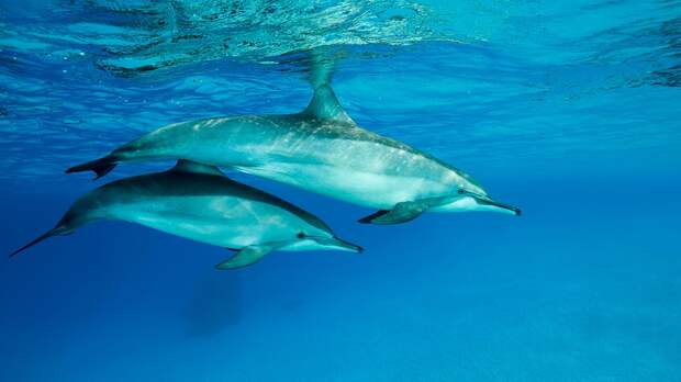 В Болгарии зафиксировали массовую гибель буревестников и дельфинов