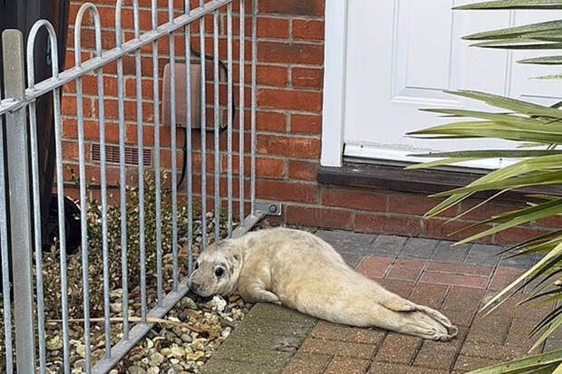 Daily Mail: в Англии спасли тюленя, лежавшего у входной двери дома