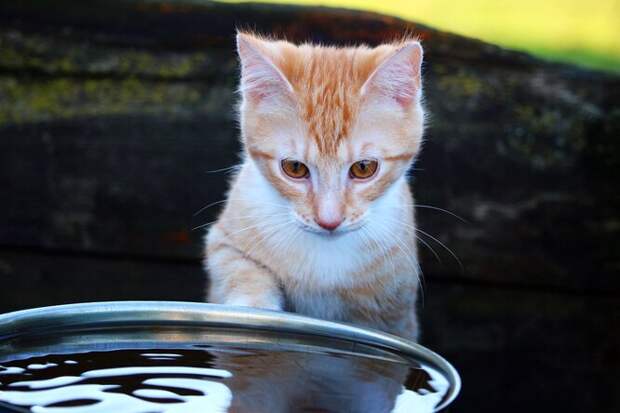 Почему кошки макают лапки в миски с водой