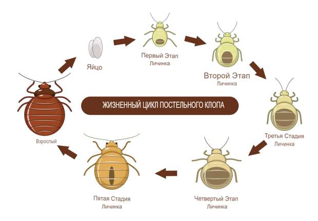 Все стадии развития клопа, от мала до велика!