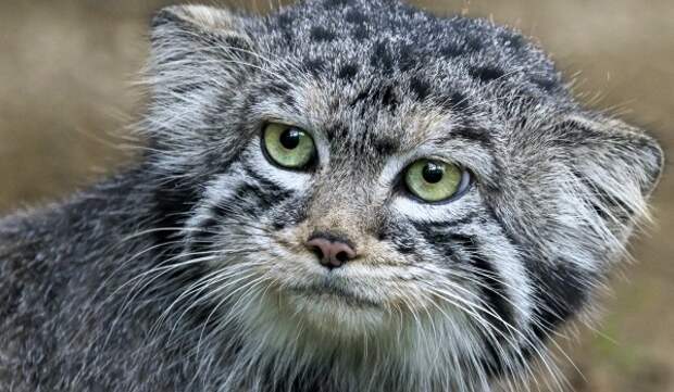 Манул Тимофей в Московском зоопарке перешел на сумеречную жизнь из-за холодов