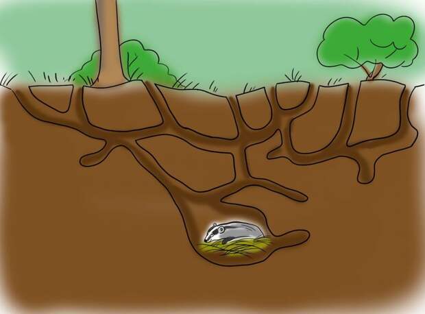 Блог - Создания, которые любят игры, уборку и походы в гости: 7 любопытных фактов о барсуках Создания, которые любят игры, уборку и походы в гости: 7 любопытных фактов о барсуках