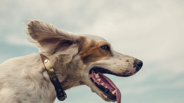 Психолог Абравитова пояснила, как наличие собаки помогает избежать депрессии