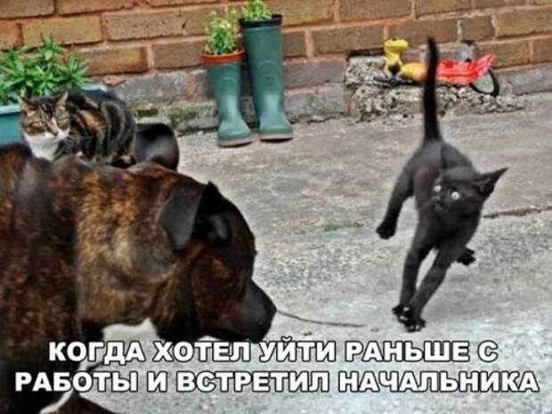 Анекдоты для настроения (11 шт)