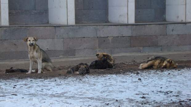В Подмосковье защищавший внука пенсионер застрелил трех бродячих собак