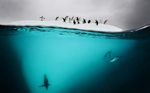 Остров Данко, Антарктида