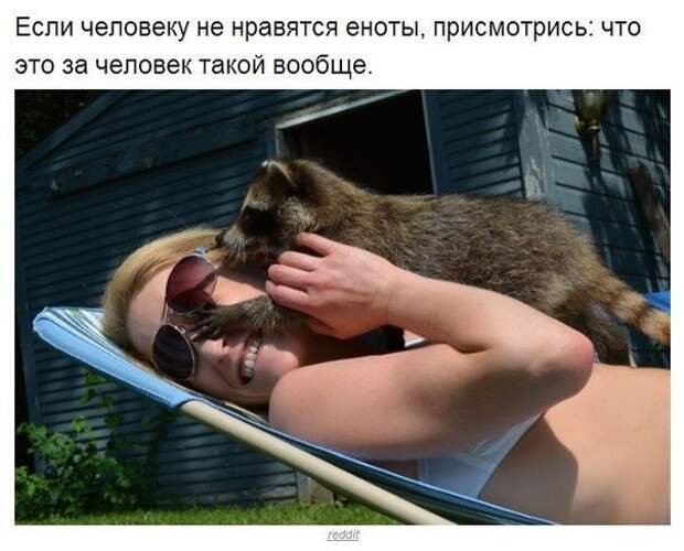 Еноты плохого не посоветуют.