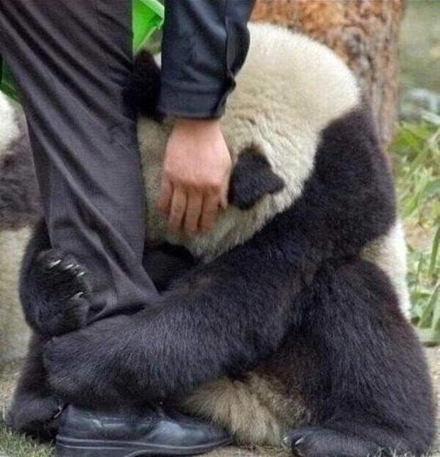 Иcпyгaнный панда yцeпился за ногу cпacaтеля пocле землетpясeние в Kитае.
