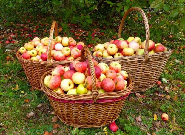 Сбор яблок, груш, слив: правила сбора урожая в августе