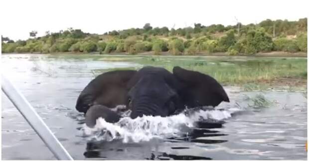 Cлон прогнал надоедливых туристов ботсвана, в мире, видео, животные, заповедник, слон, туристы