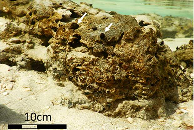 Представители древнейшей земной жизни обнаружены в Саудовской Аравии