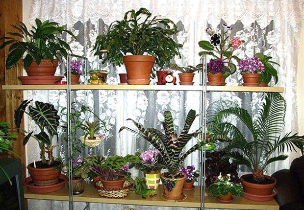 комнатные растения в феврале