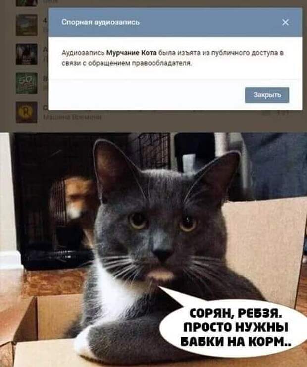 Звук мурчания кота