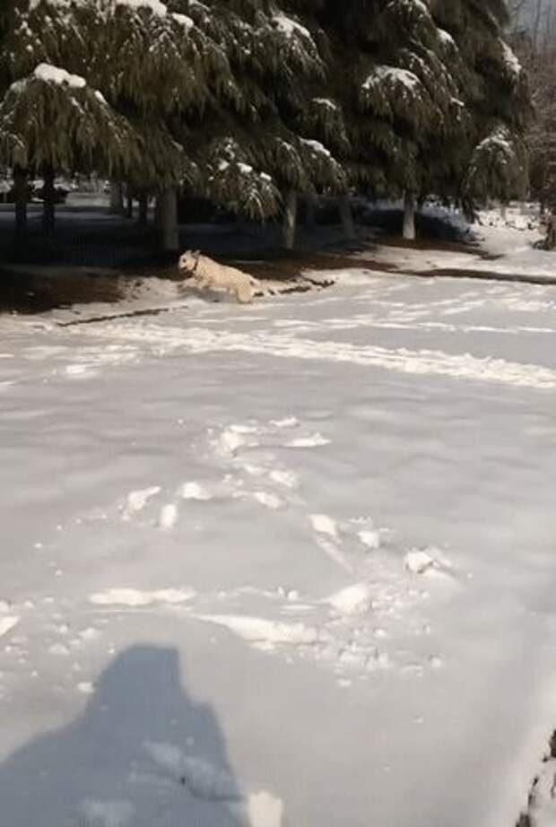 забавные животные белый пес
