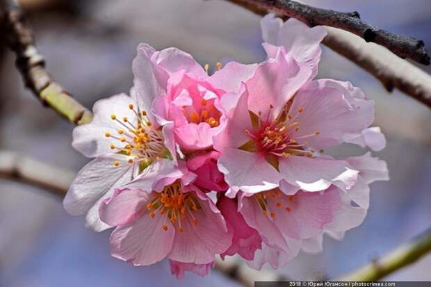 В городах во всю цветёт миндаль. Начинает он ещё в феврале, но самый пик — именно в марте! Цветение, весна, крым, природа, растения, фото, цветок, цветы