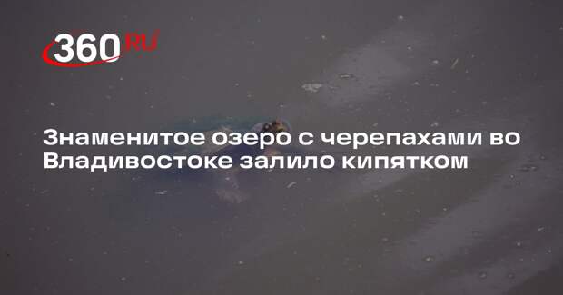 Знаменитое озеро с черепахами во Владивостоке залило кипятком