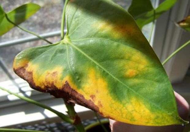 Больные листья протирают раствором фунгицида