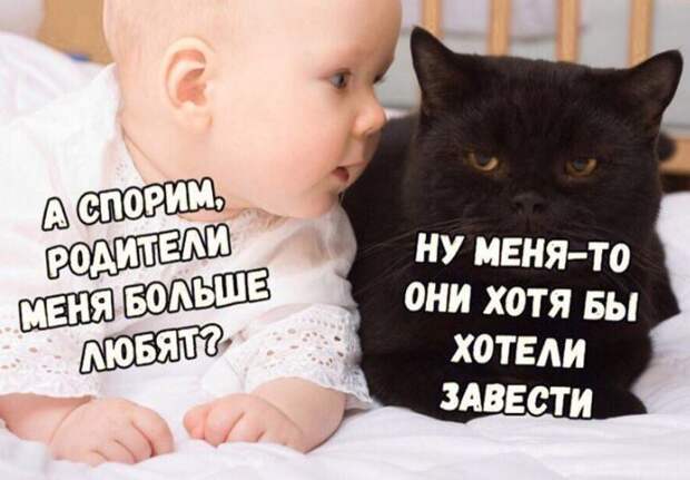 Самые смешные картинки с надписями для поднятия настроения.