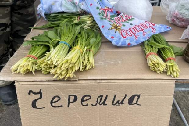 Черемшой из Краснодара начали торговать по 200 рублей в Новосибирске