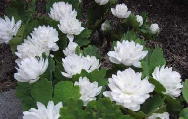 140260Sanguinaria_canadensis_Multiplex_jpg_f1 (640x407, 44Kb)