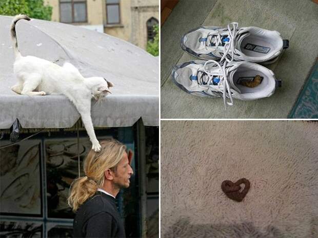 Злюки-коты
