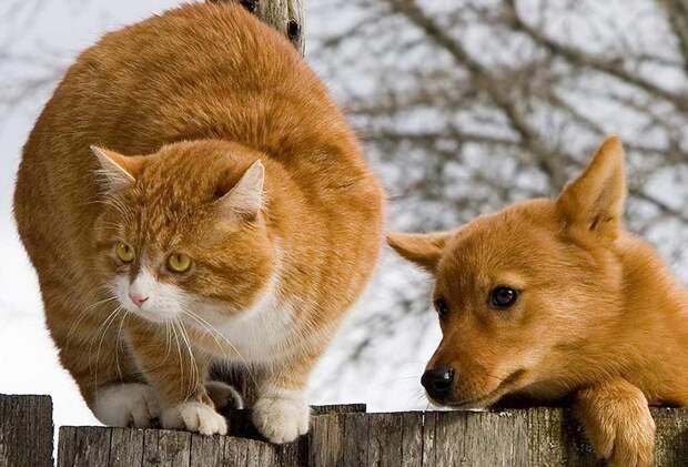 Фантомас, Кокос и день рождения Макси