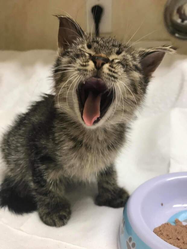 котенок зевает