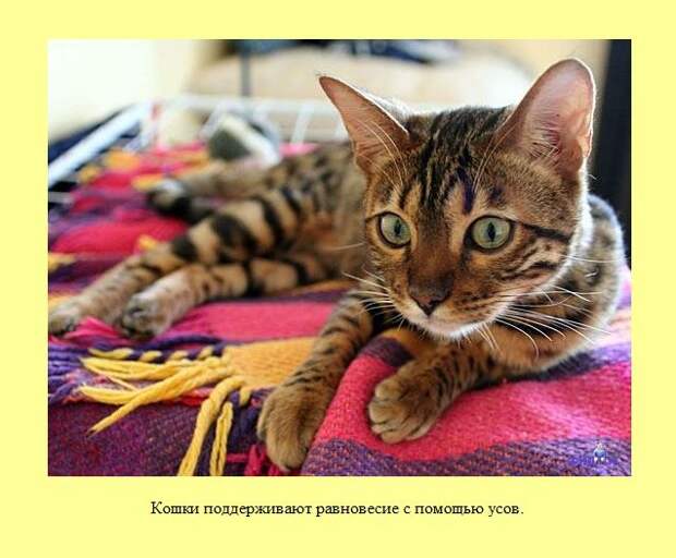 Знаете ли Вы?. Часть 13. (30 фото)