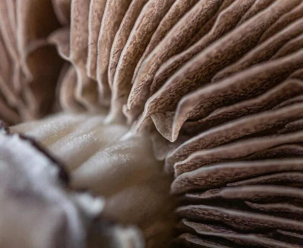 Макрофотографии покажут то, что не увидишь в повседневной жизни