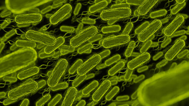 Открытия недели: из-за жирной еды бактерии из кишечника путешествуют в мозг