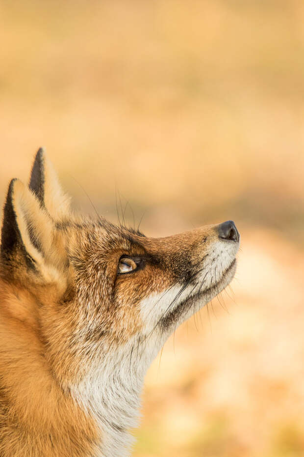Победители конкурса фотографий Mammal Photographer 2020