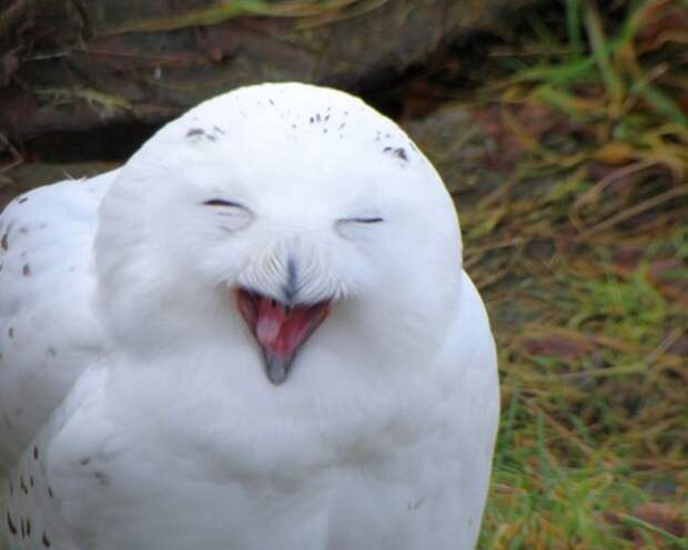 Meet the Happiest Animals In The World