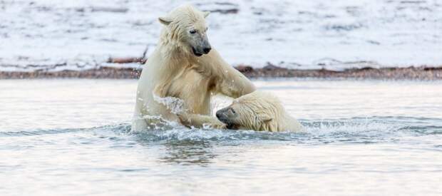 Фотограф из Миннесоты снимал игру с противоположного берега  аляска, животные, полярный медведь