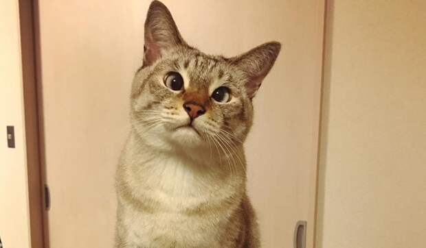 Косоглазый кот