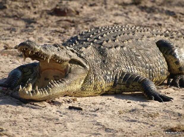 крокодил откусил ногу