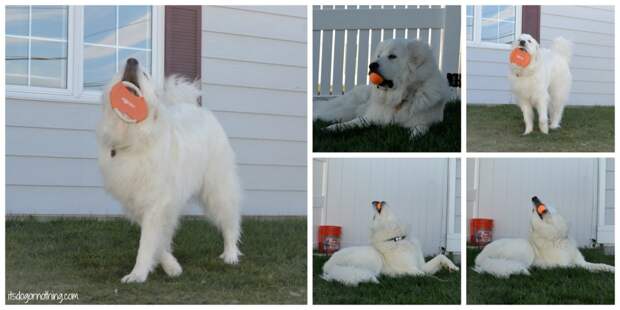 Great Pyrenees - Full Moon